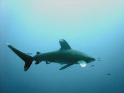 white tip oceanic shark in quseir (elphingstone, Egypt) by Dourieu Charles 